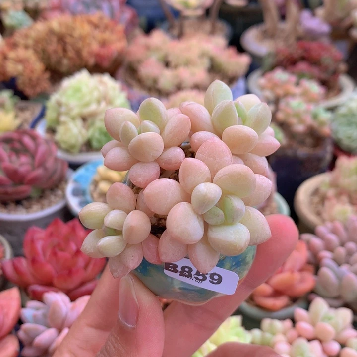 一物一拍含盆土满38包邮B859