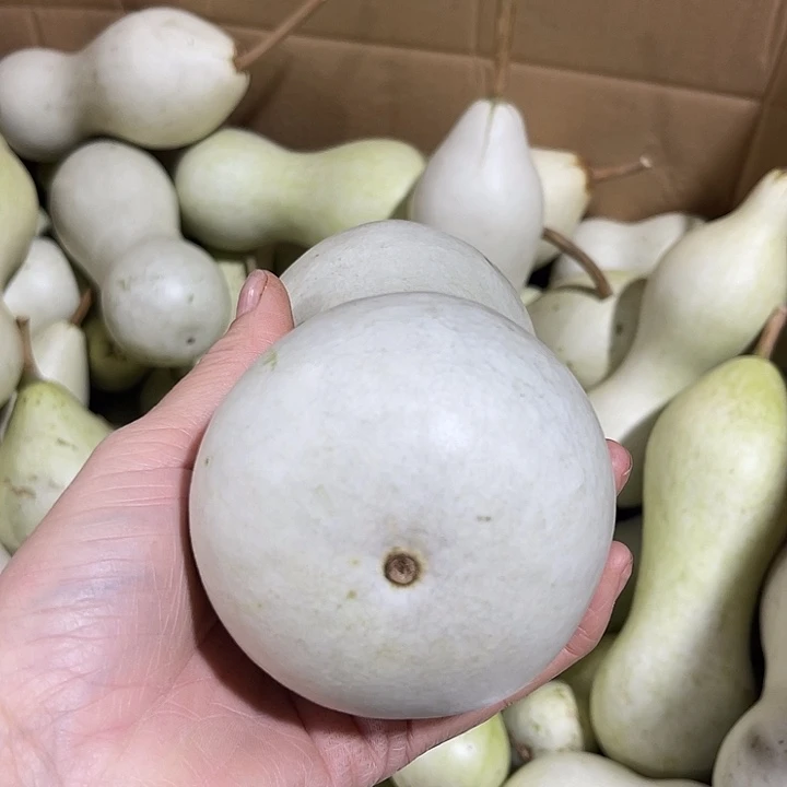 大果紫檀（缅甸花梨）海*大