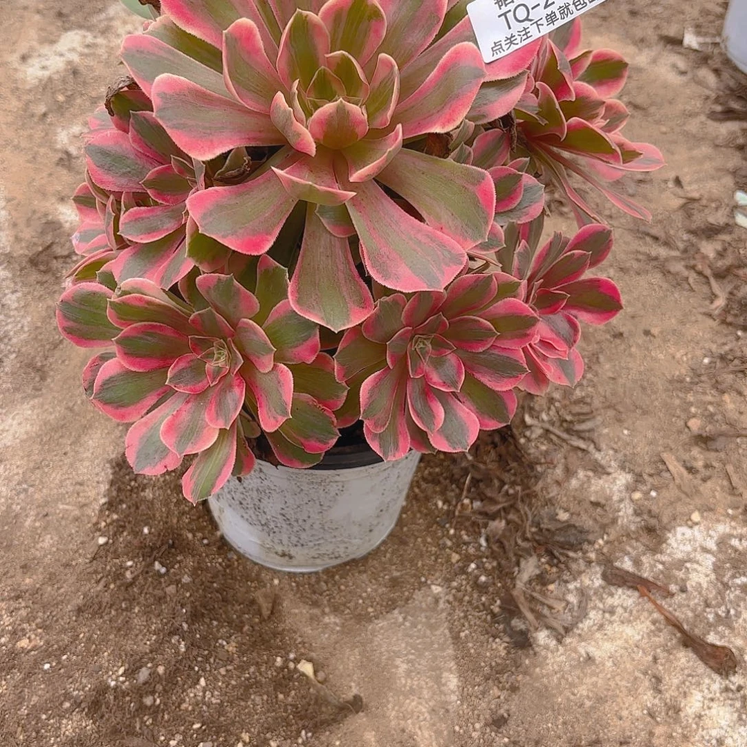 女妖多肉植物手捧211