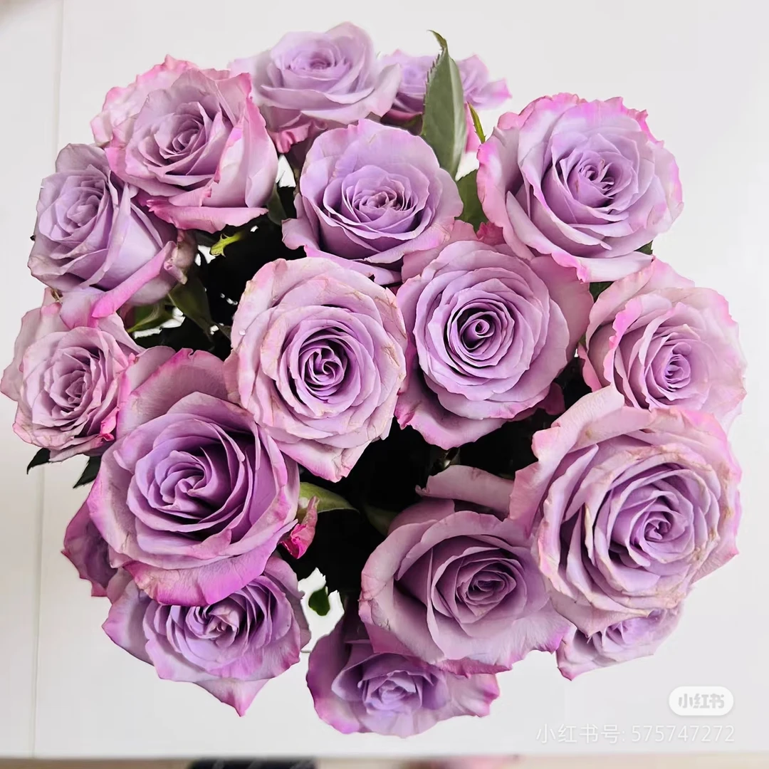 次日达【紫霞仙子玫瑰5支】鲜花批发直播任意两单升级顺丰包邮三单送随机花瓶一个今天拍明天到