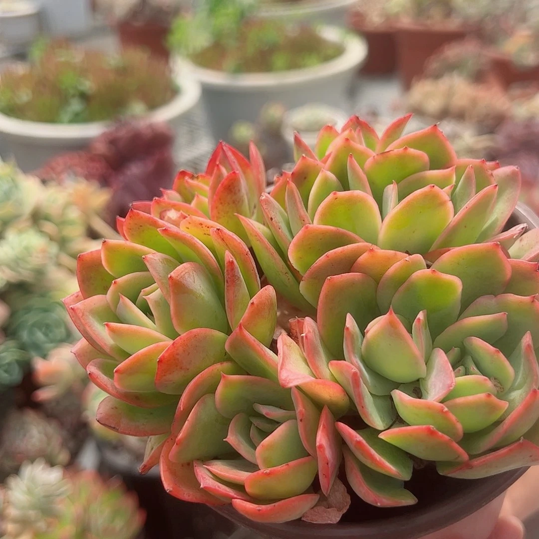 绮罗仙子多头群生