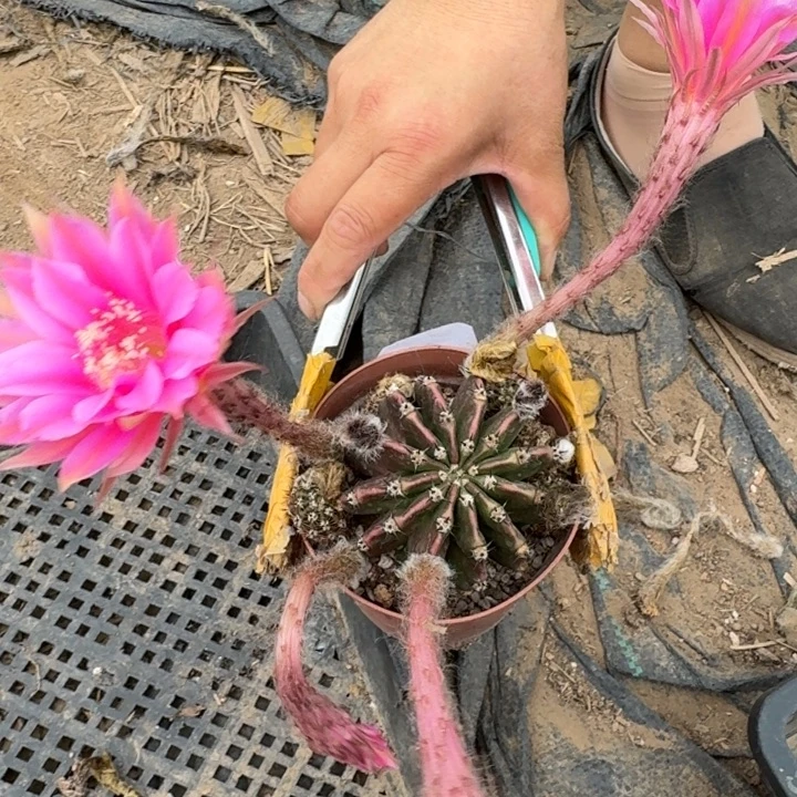 450实生彩草瘦脱土掰花斑