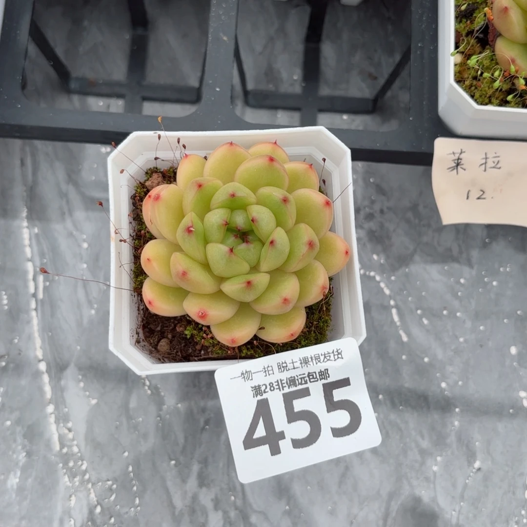 莱拉单头无盆土发货