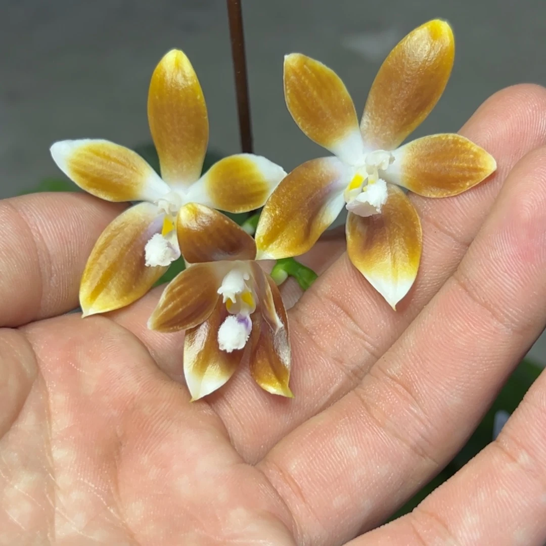 完全开放l286三寸双苗椰子宝贝