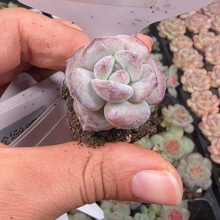 236号  星影优选