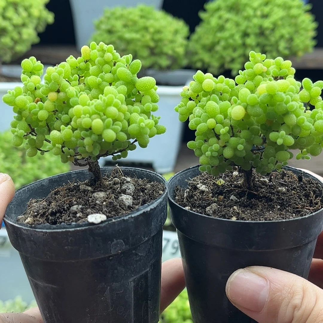 *****蜜桔糖球优选枝干番杏