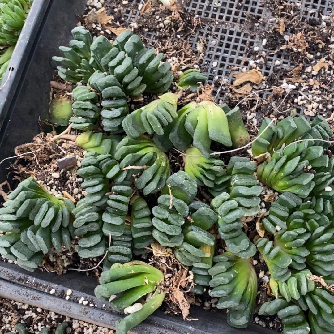 311 一颗银法师玉扇 中秋福利