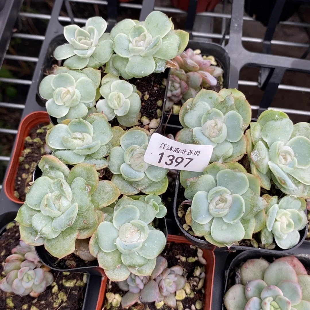标1397胖虎一个量拍