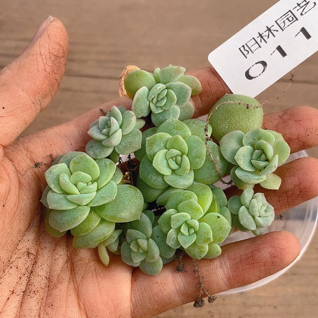 ^****多肉植物多肉植物 118