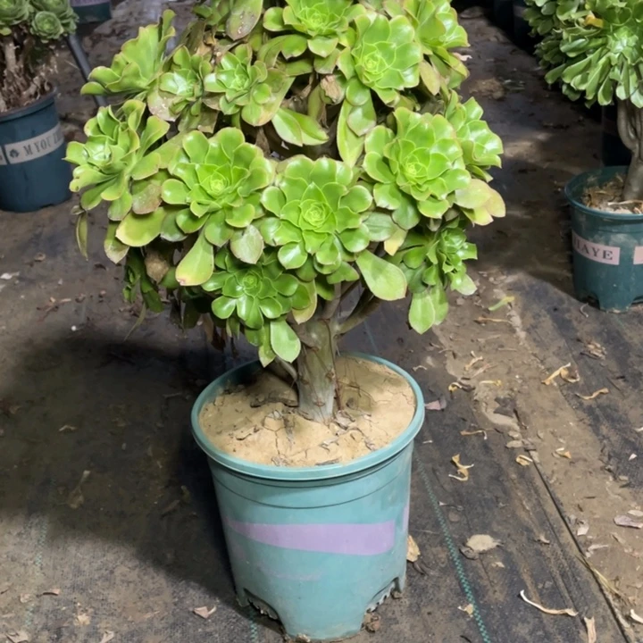 18君美丽多肉的多肉植物