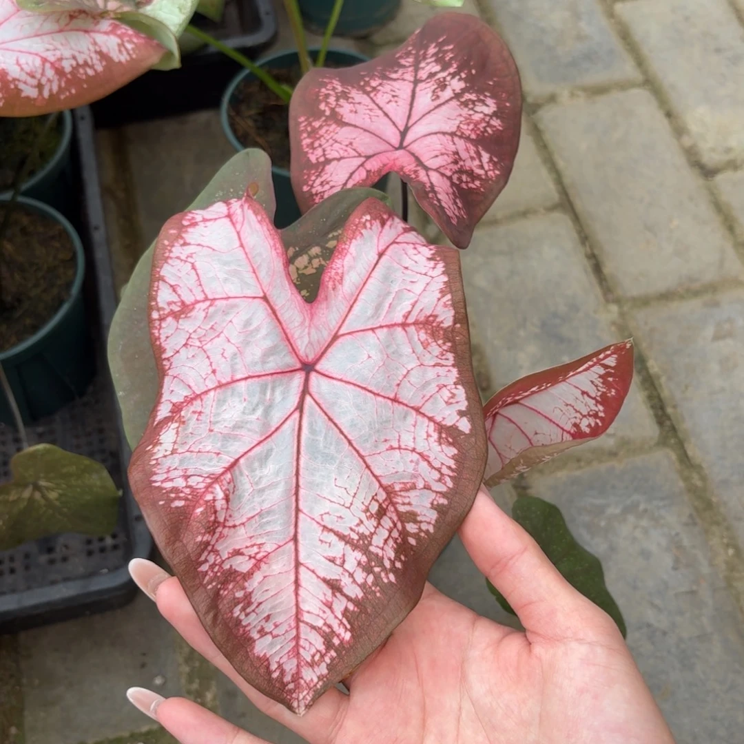 冰沙泰国彩叶芋213-0924