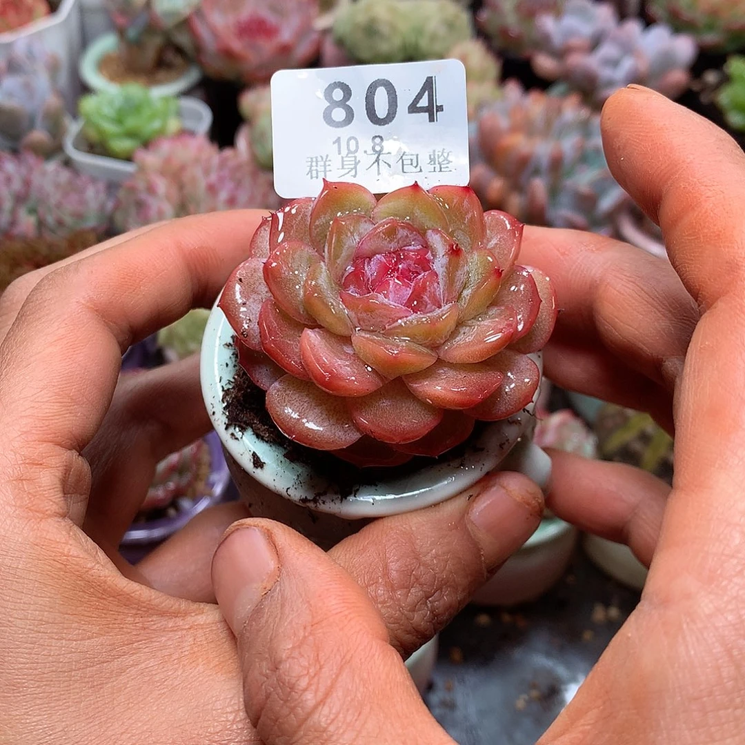 精控拇指盆10.8804