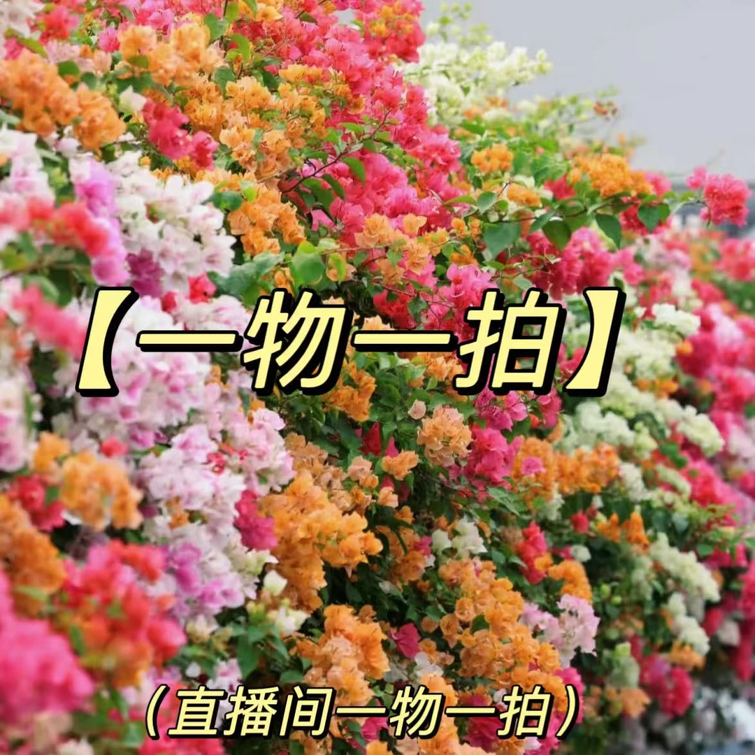 【洋洋得亿】【一物一拍】 高品质三角梅四季开花阳台庭院盆栽植物