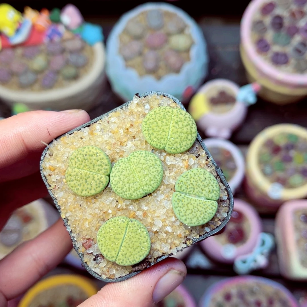 425生石花带盆发1