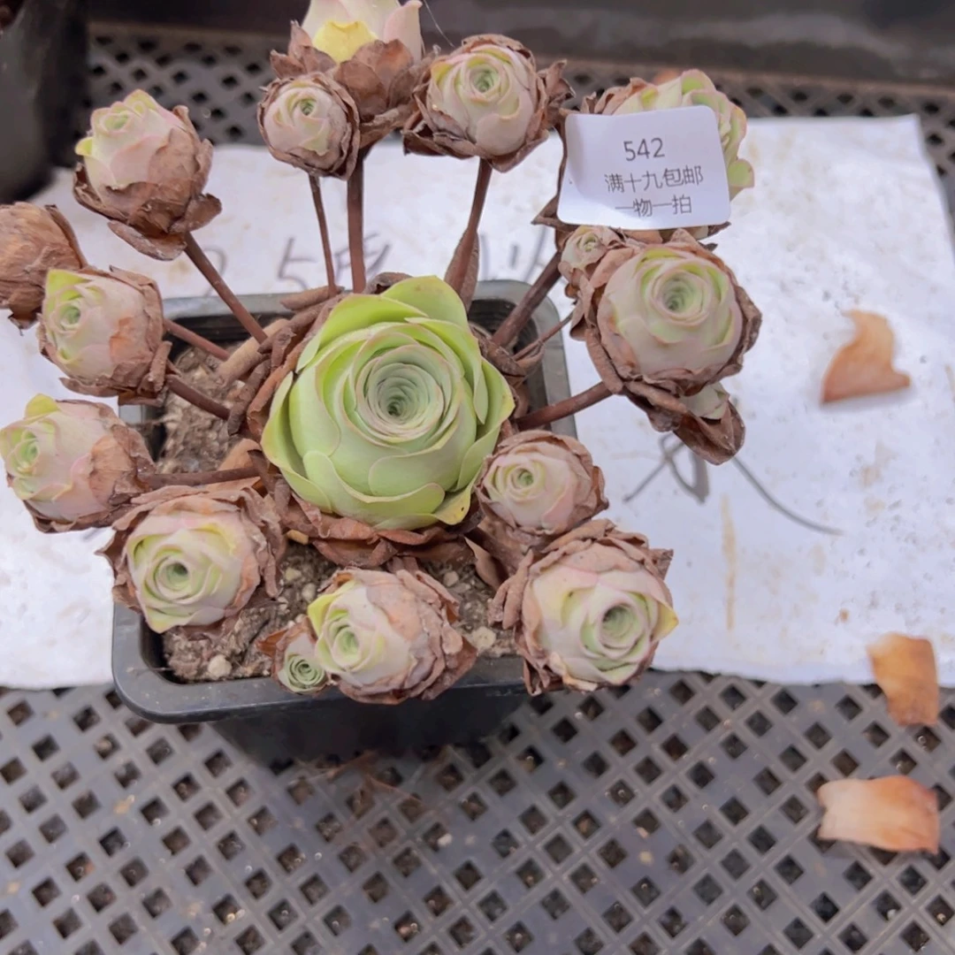 542 侧牙掉了不包损无售后