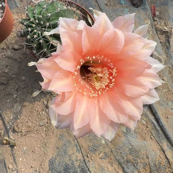 209彩草根掰花脱土发货斑，20包邮
