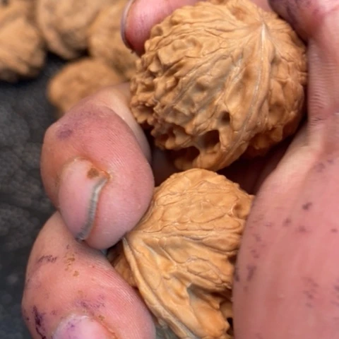 文玩核桃把件野货1.1