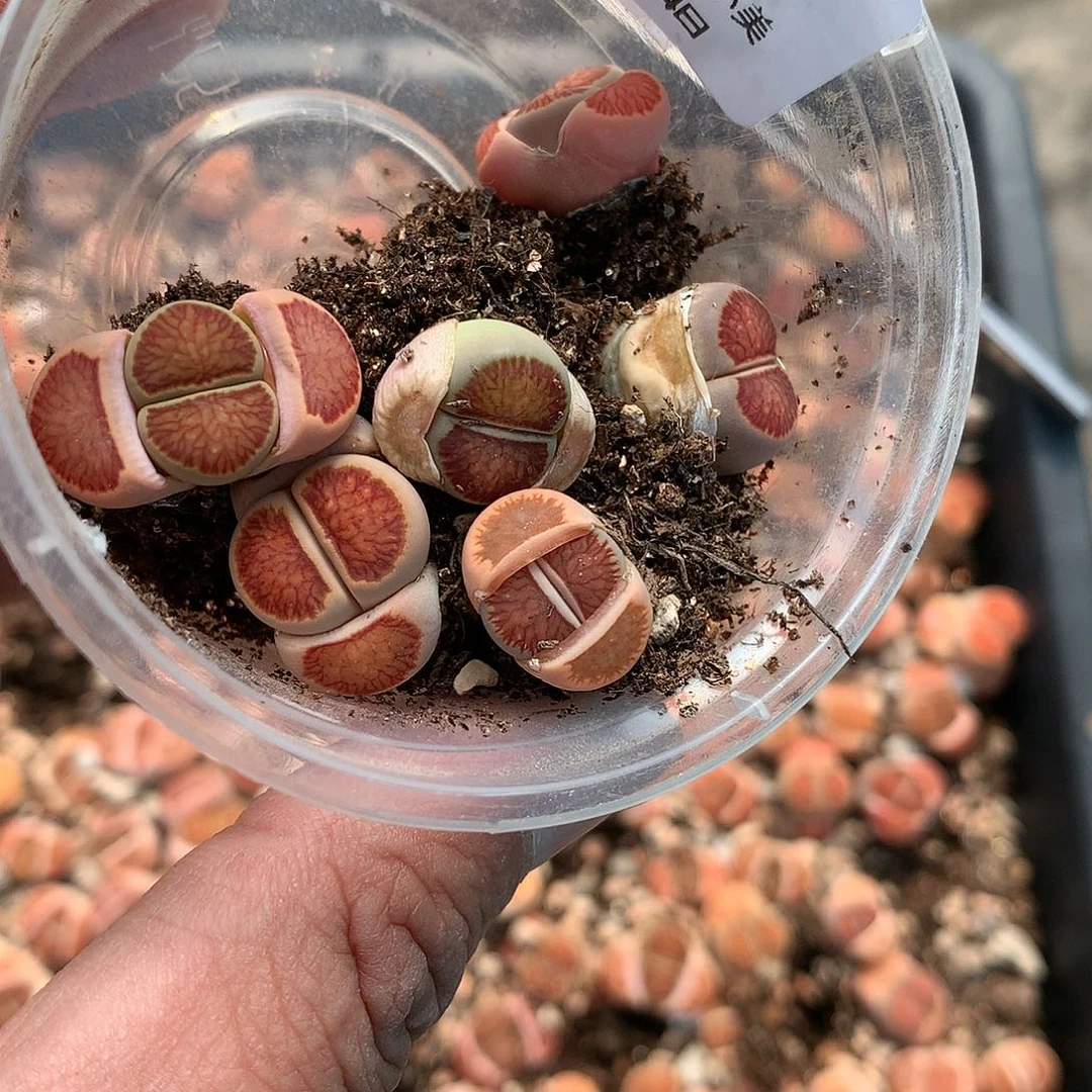 ?***董Y143多肉植物保护