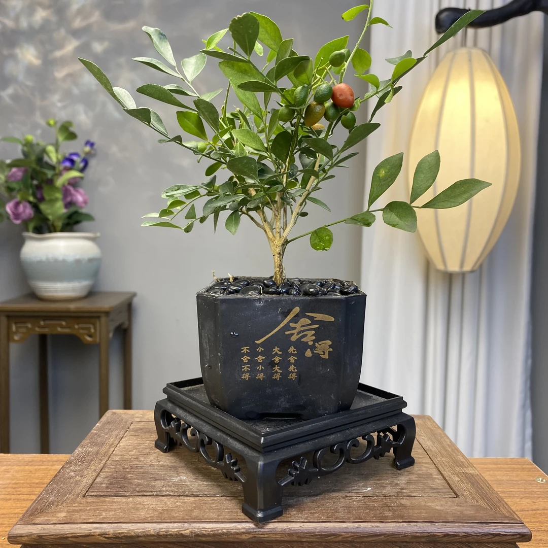 【九里香】新中式花盆开花浓香室内阳台茶桌绿植花卉好养易活