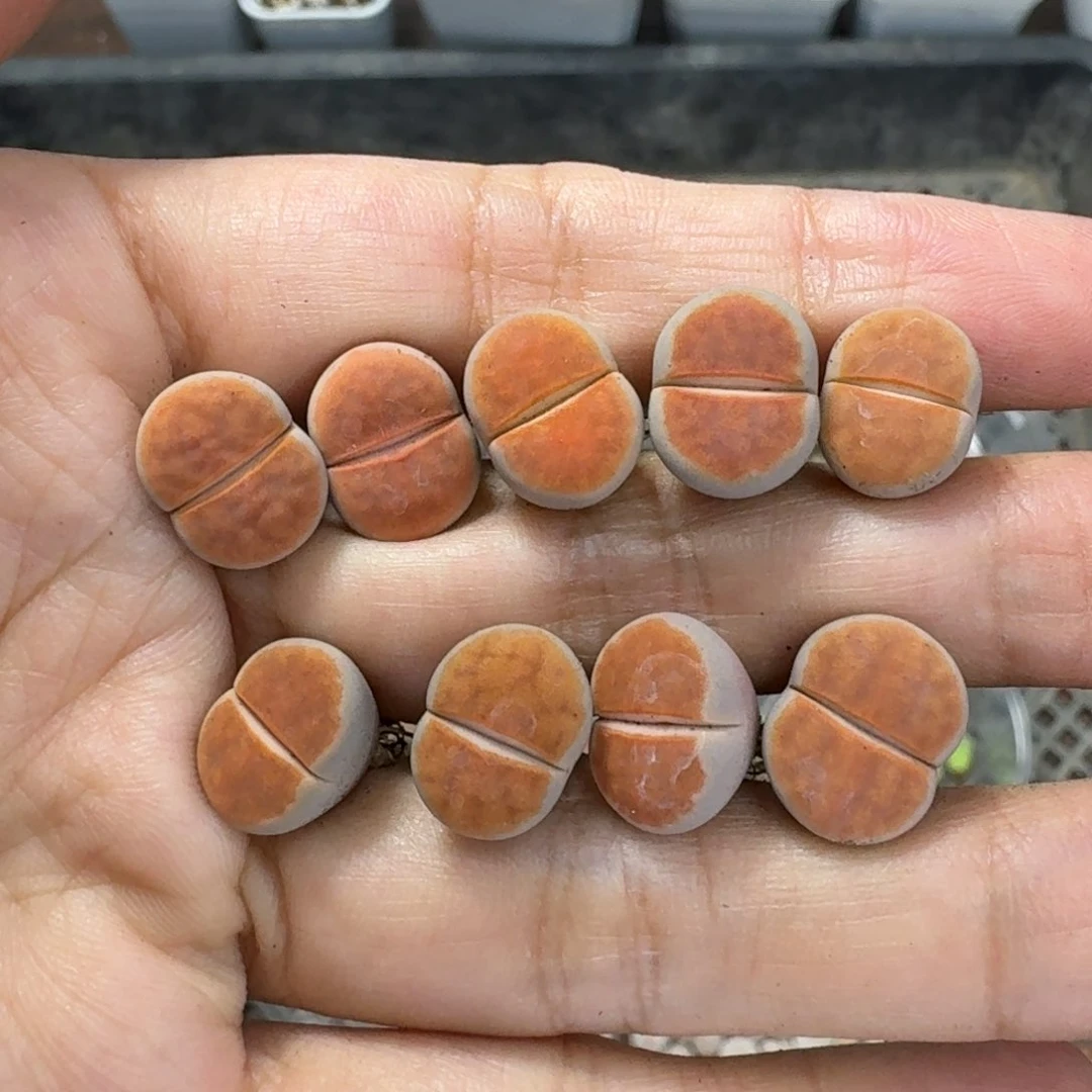 1131 生石花和肉锥
