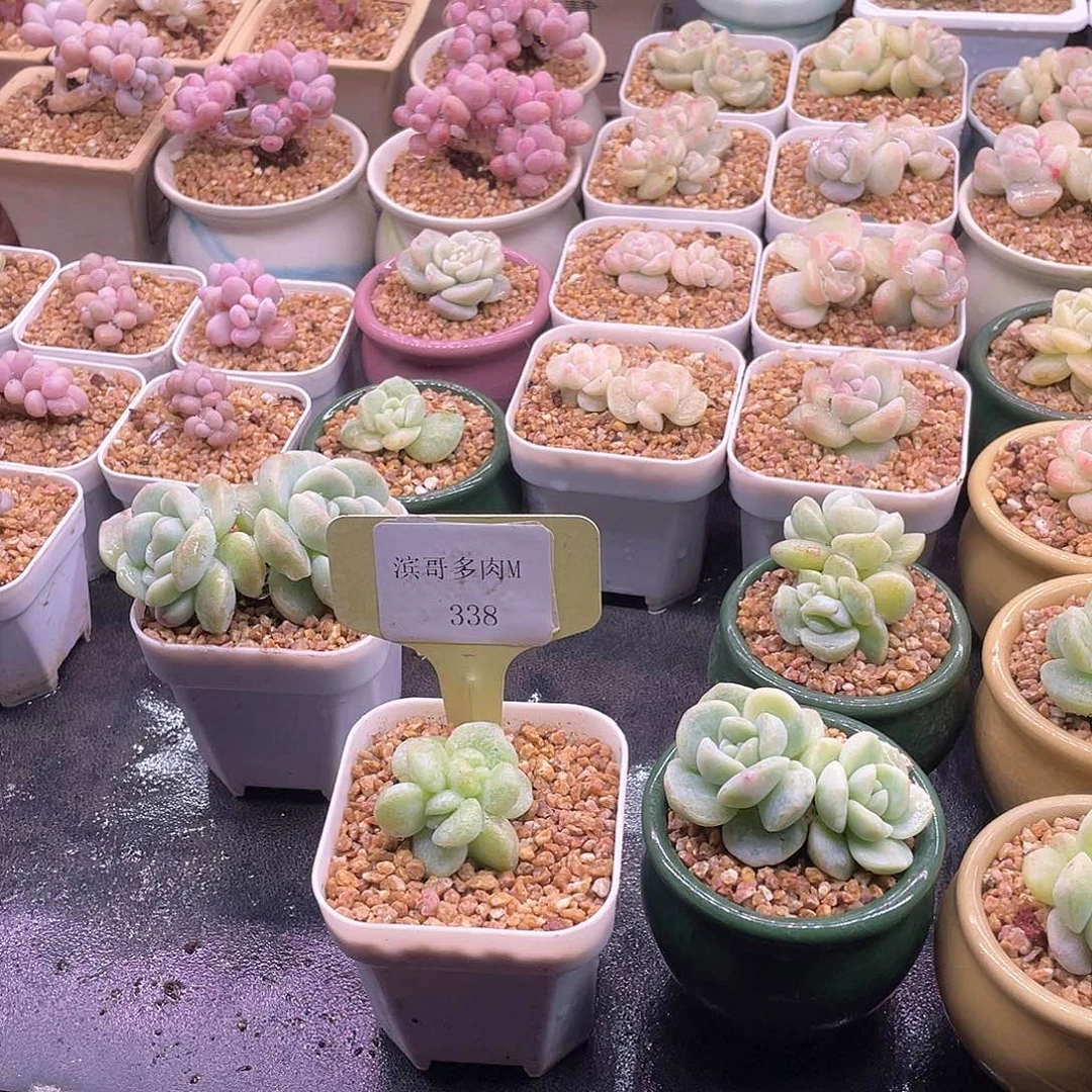 我**缘滨哥多肉M338冰玉石化双头