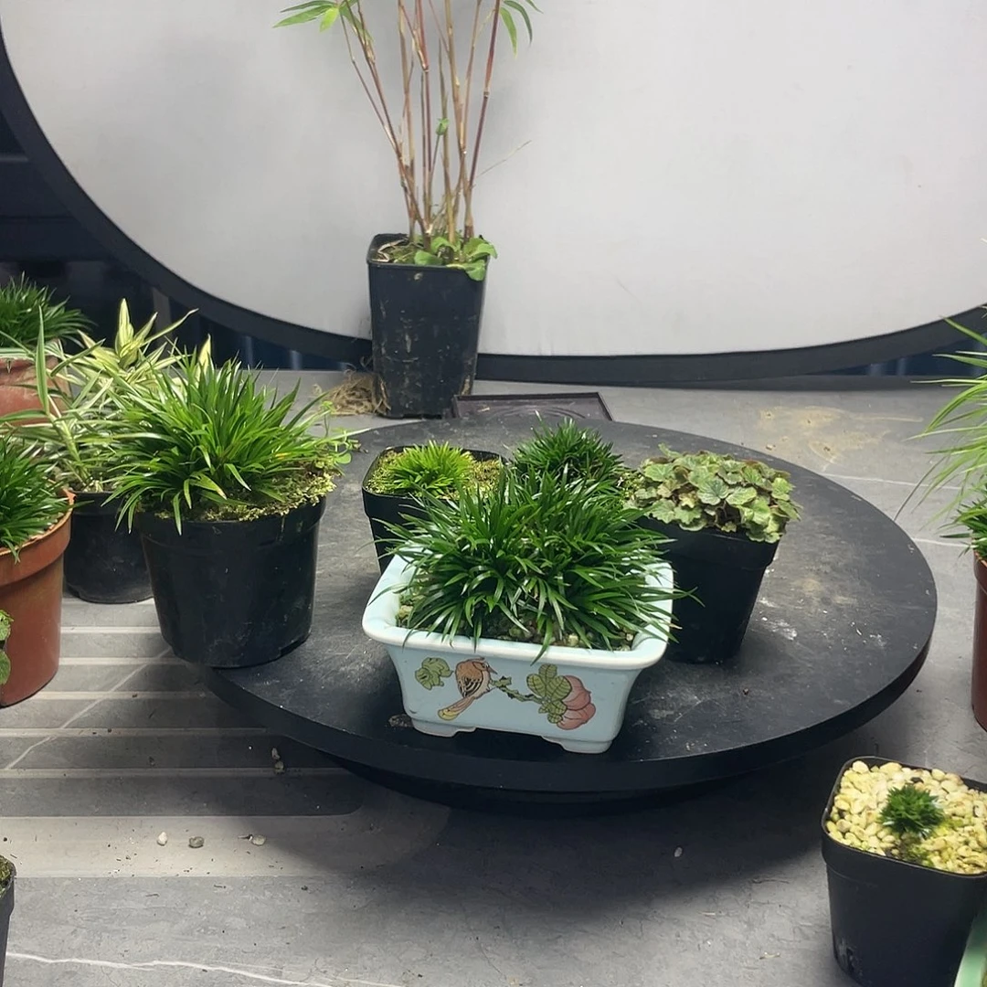 血***漫无花朵菖蒲5盆组合