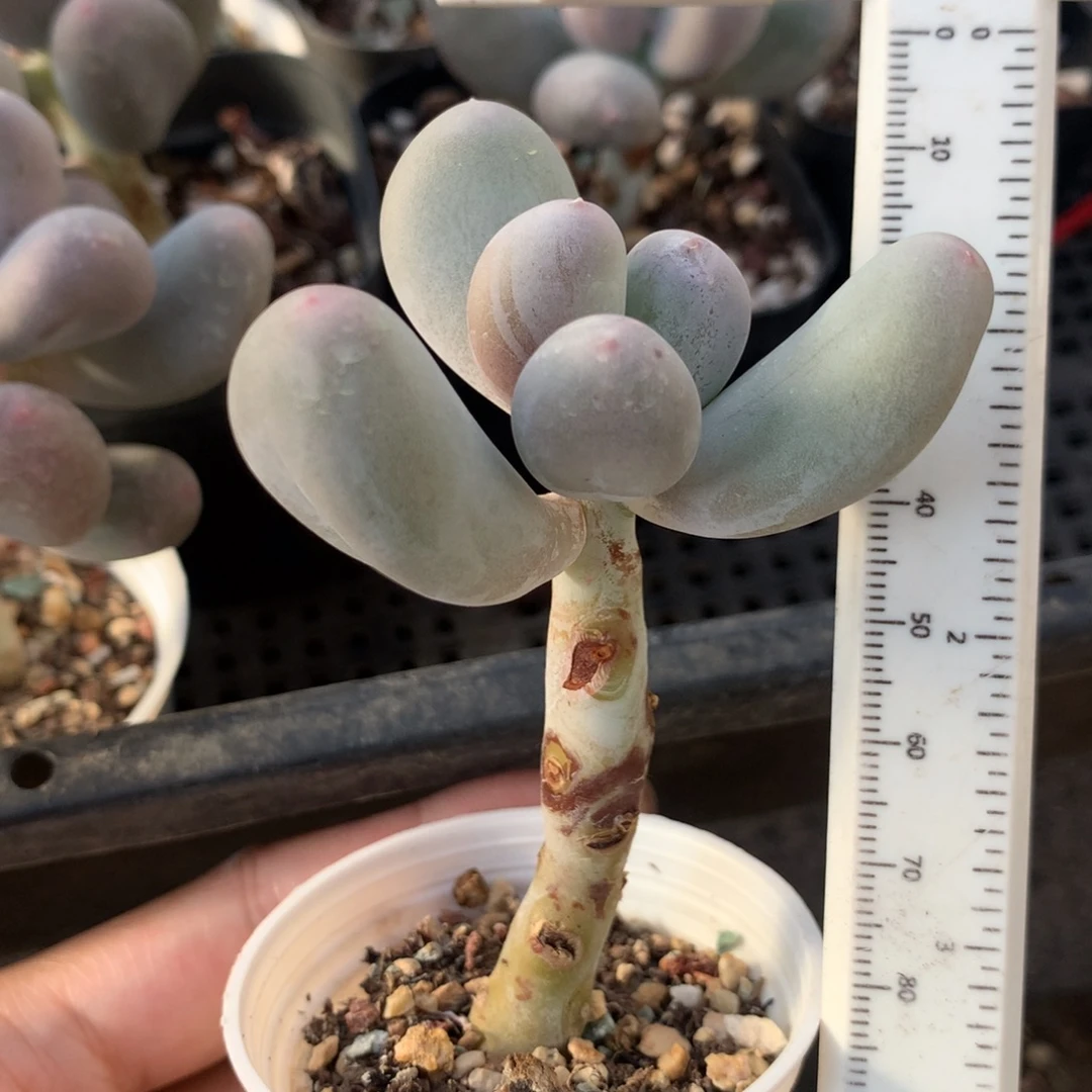 韩国米可奶 不凑满28元发一片叶 不售后 到付