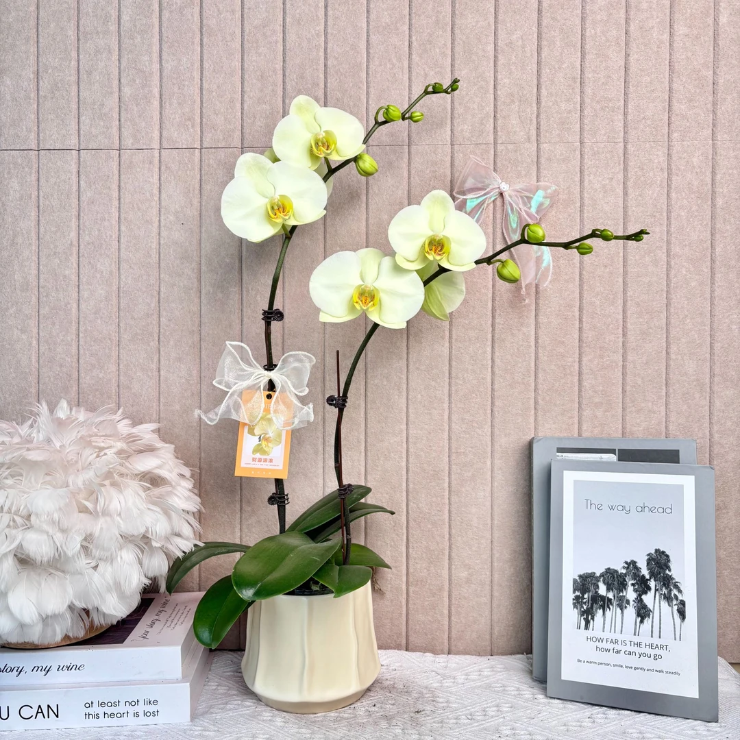 幽梦 绿地球 罕见绿色蝴蝶兰年宵花 室内精品观赏花卉组盆 真花