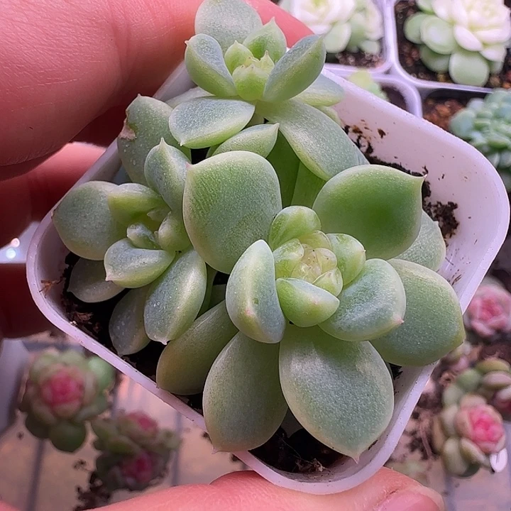 财富密码暴富三头福利