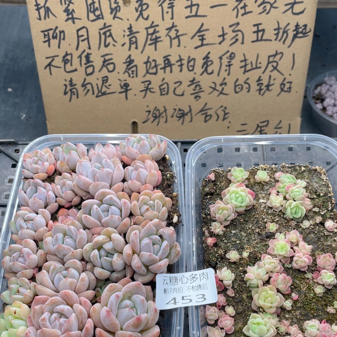 云糖心多肉植物453