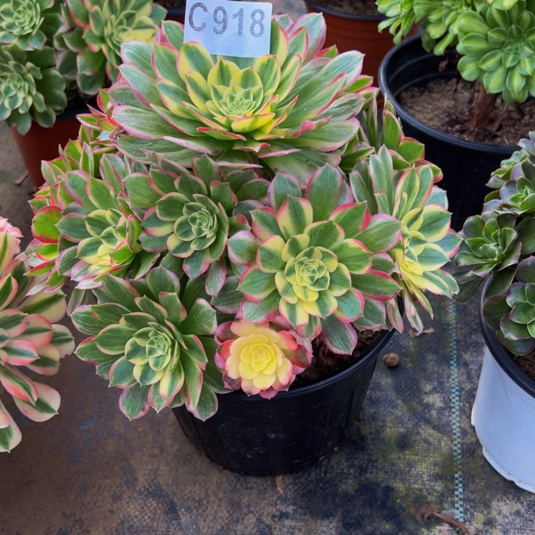 *****法师多肉植物海仙918