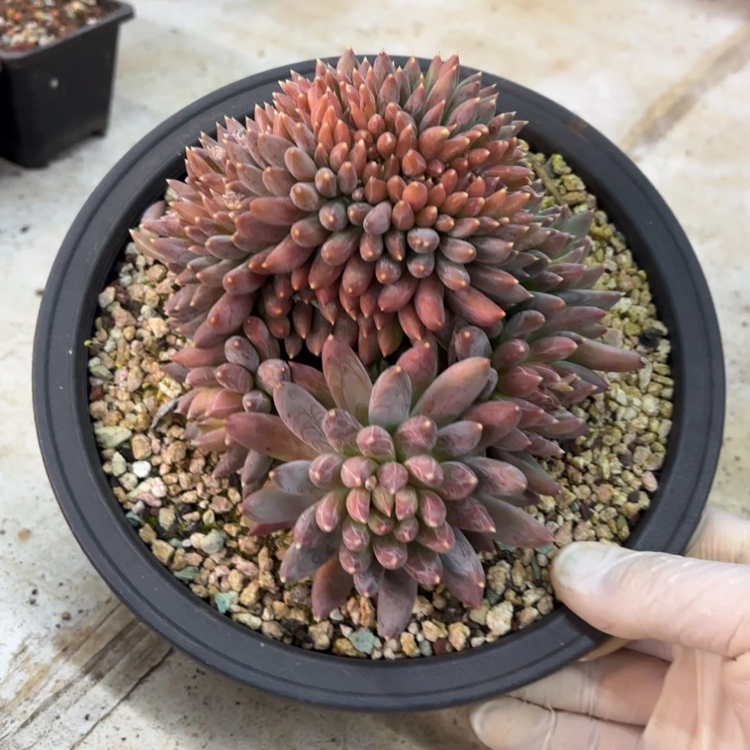 1204多肉植物炫彩星缀