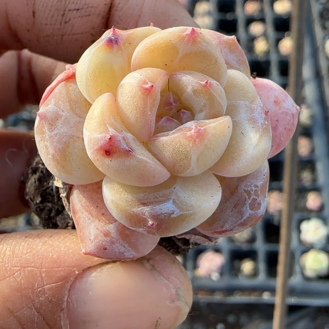 多肉小卡拉米糖心一物一拍