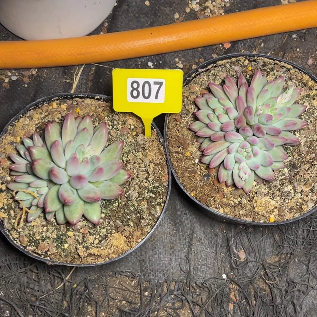 王*岁多肉植物白体虞美人807两颗