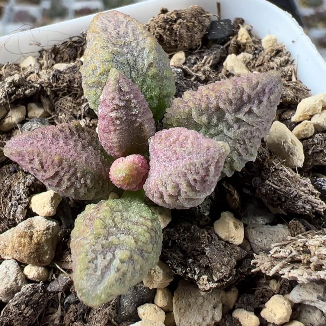 融化纹冰激凌单头花型多肉植物水泡