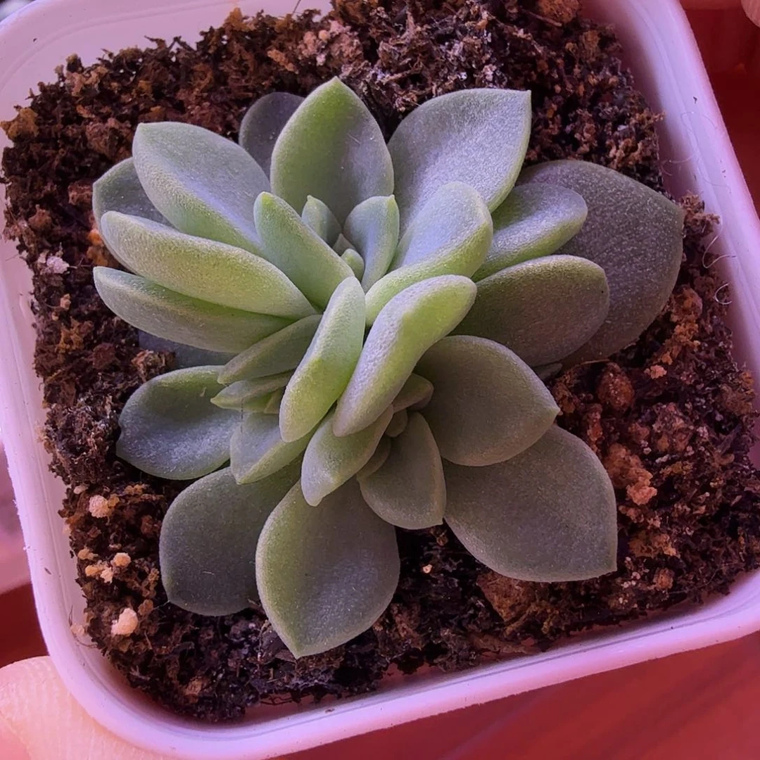 绿琉璃叶插苗一物一拍