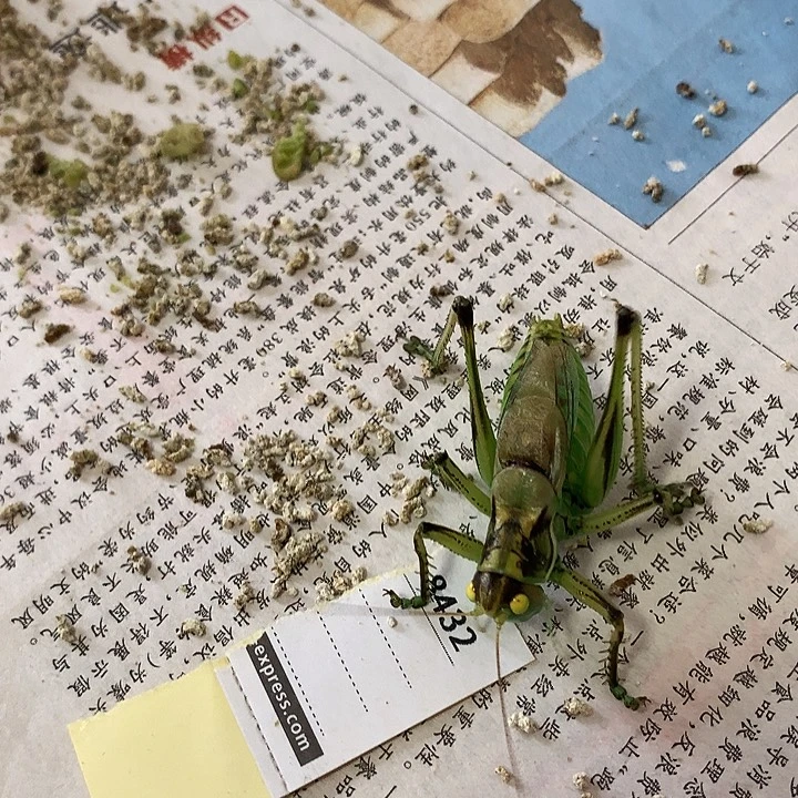 用***5蟋蟀黄金甲啊啊啊啊啊啊