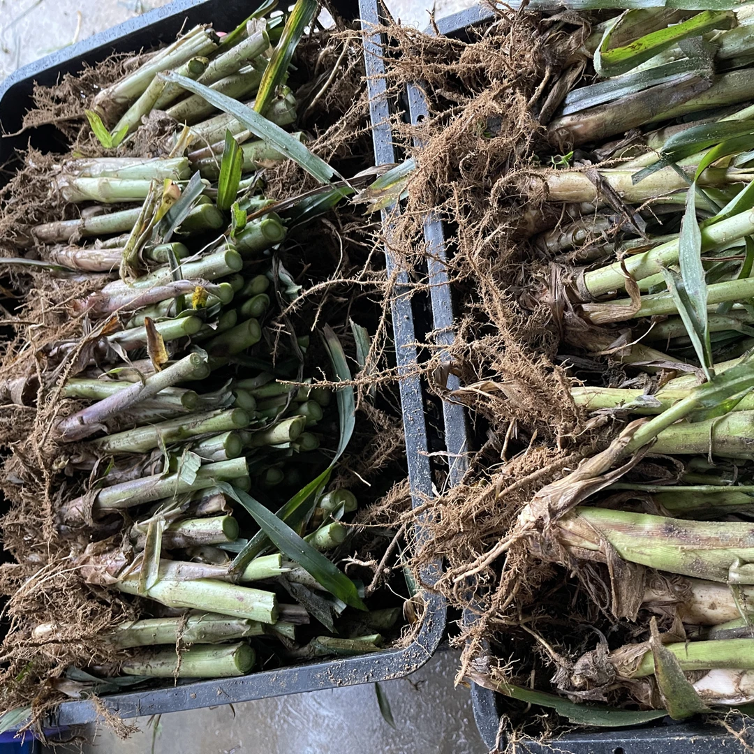 两个半月甜象草苗 新鲜现挖