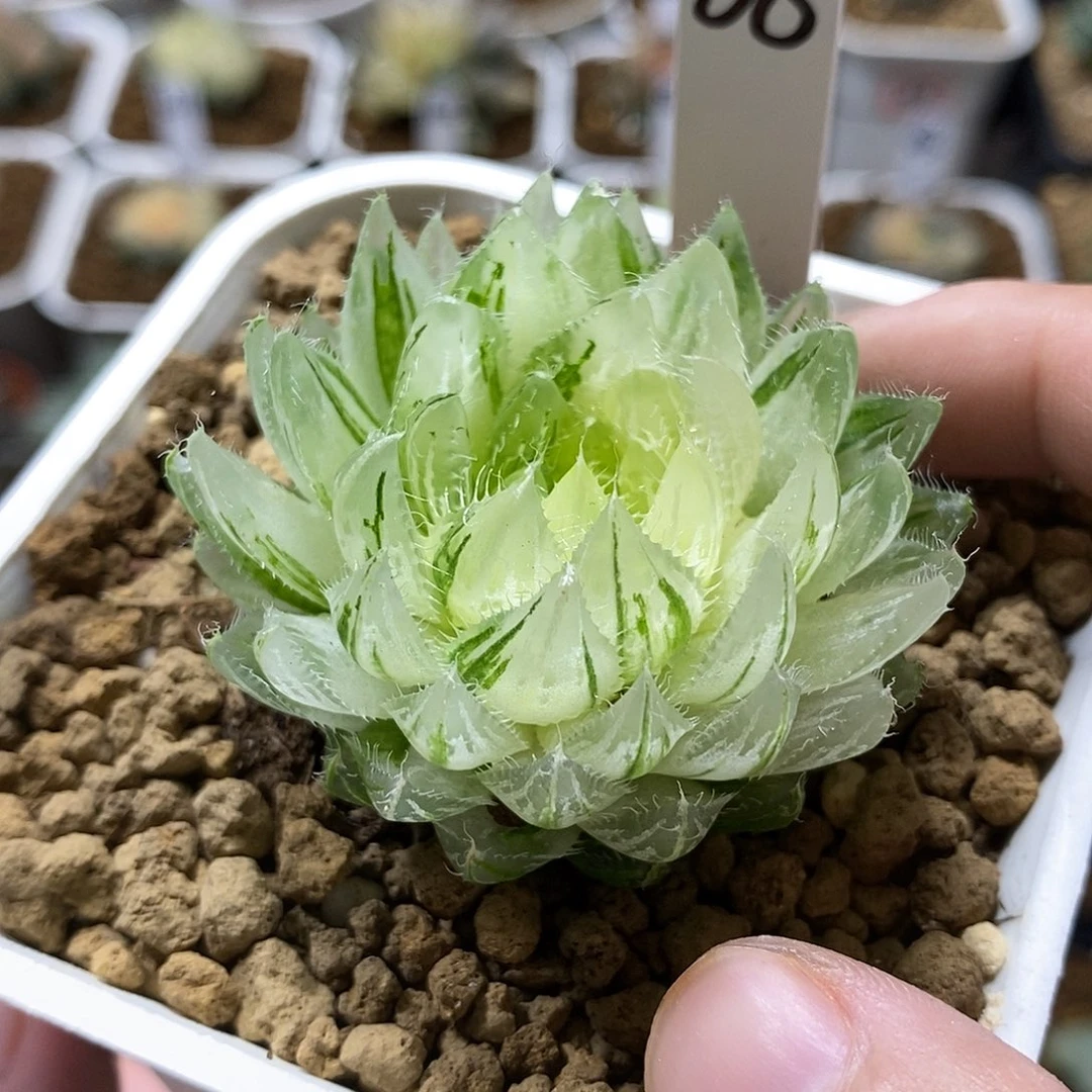 38樱水晶哈哈哈哈哈哈