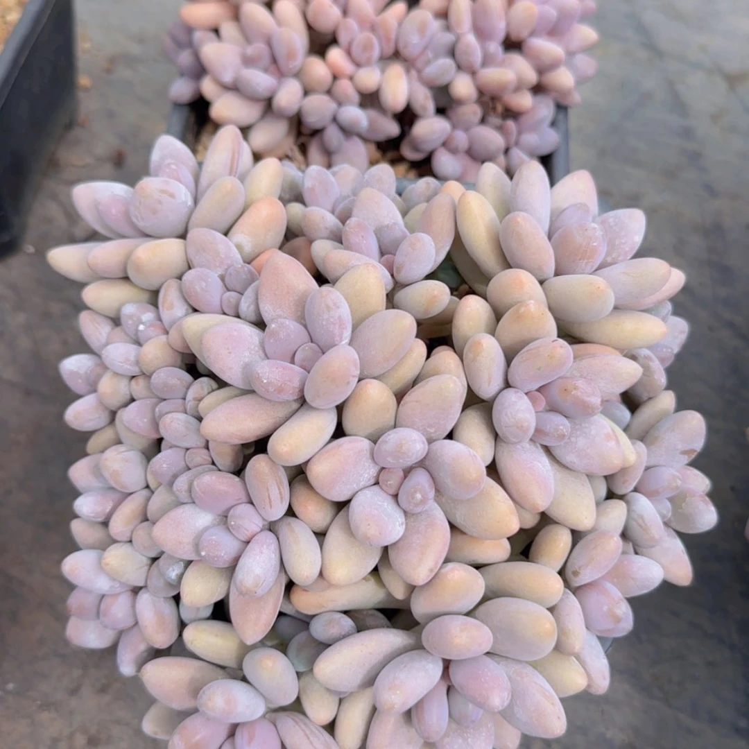 【闪购商品】蜜多利美人99