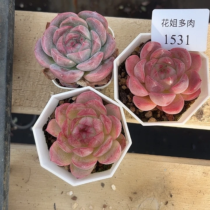 1531三颗福利价8888888