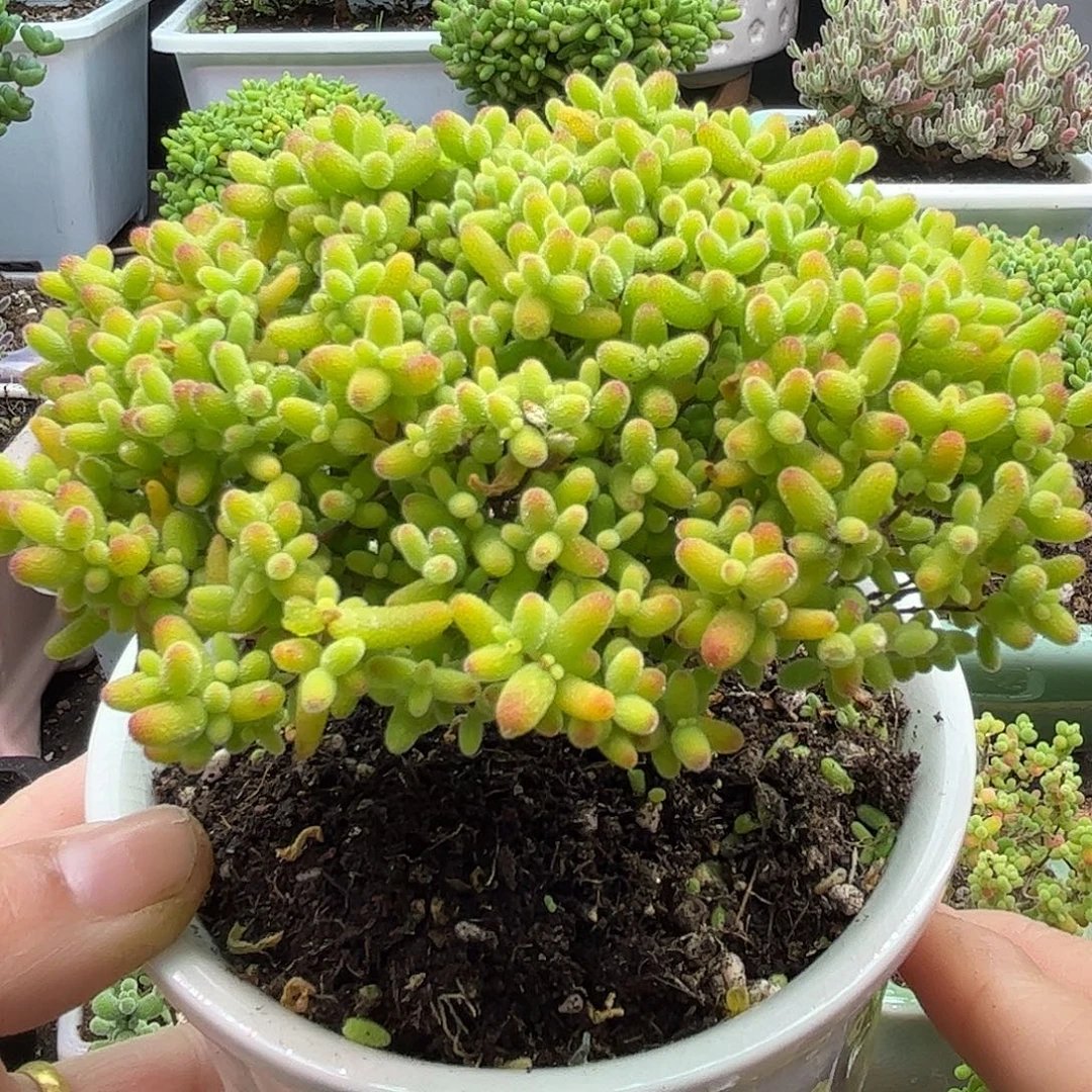 27蜜桔带盆优选枝干