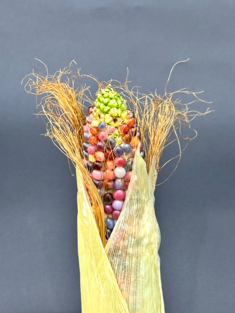 文玩玉米宝石血丝手把件DIY小玉米（直播间一物一拍NO退NO换）