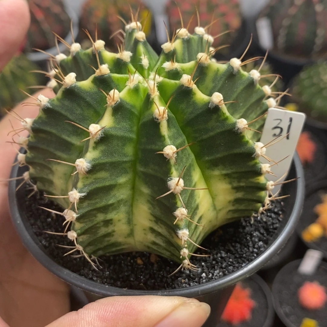 泰系全品米哈—带盆土发货36