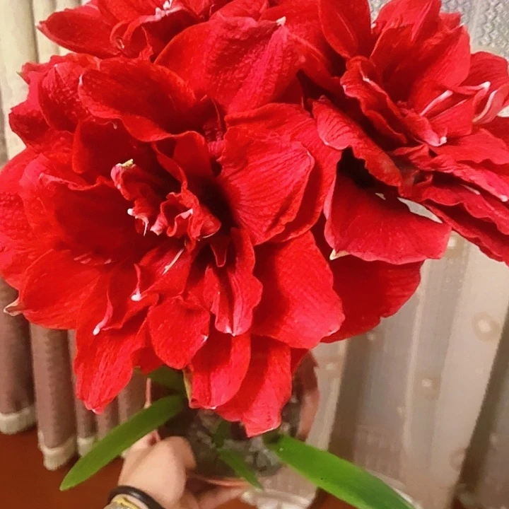 樱桃妮芙8厘米4个装