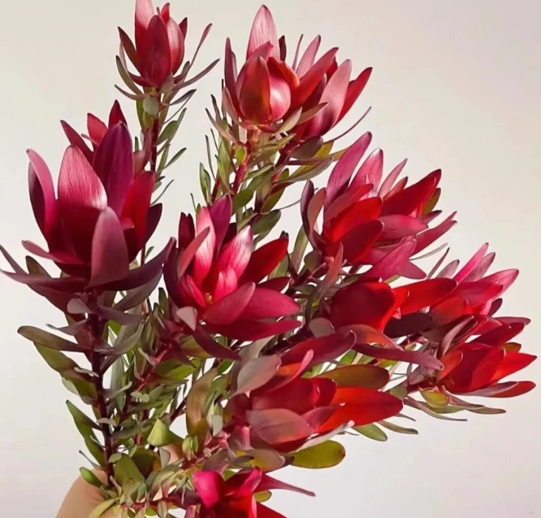 【木百合】红色木百合花期久可做干花家用鲜花昆明云舍基地鲜切花