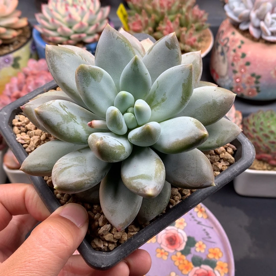 我们家的小仙女们