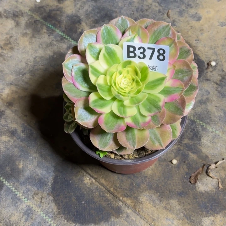 瑞妈，，。。。。。378。绿体，