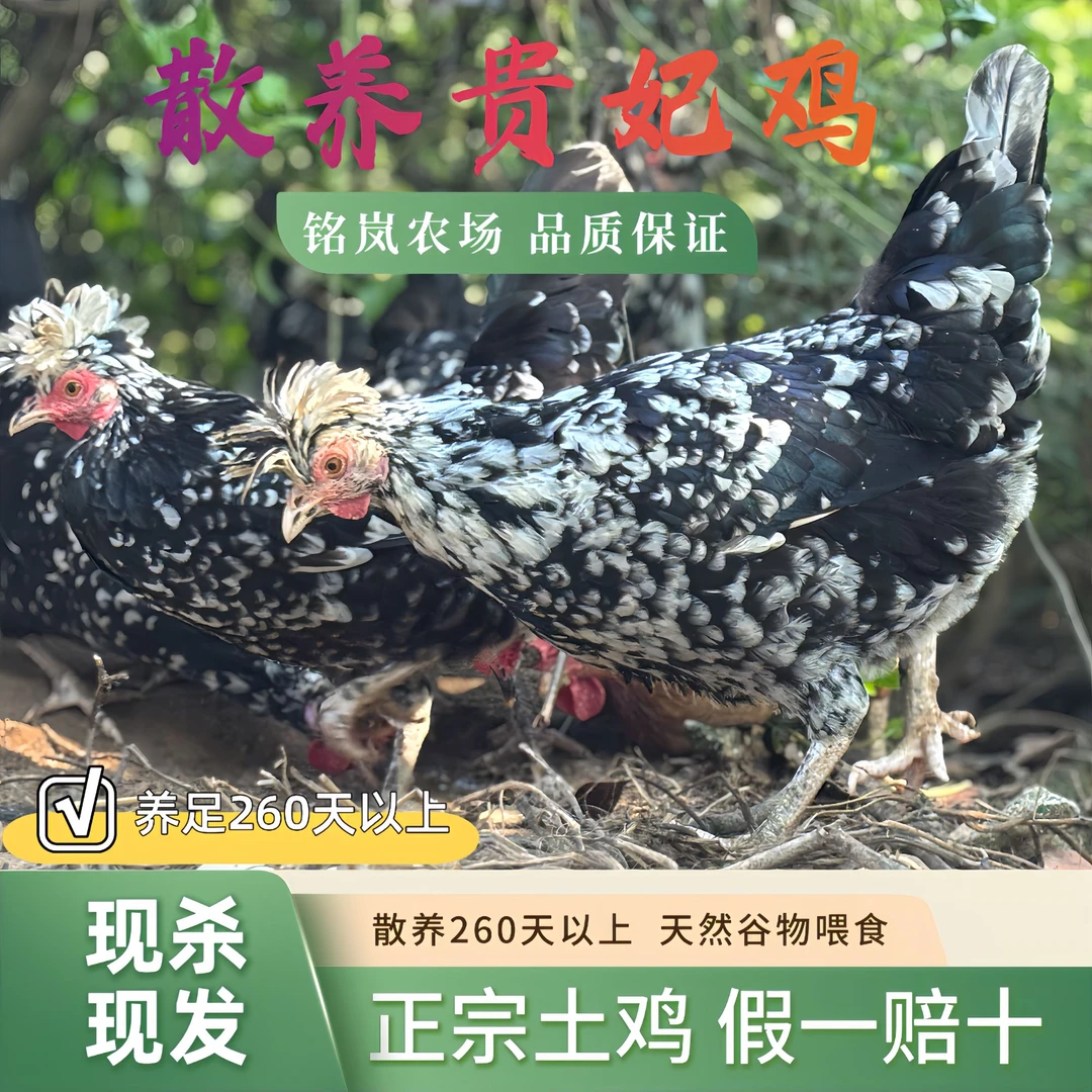【现杀现发】散养贵妃鸡母鸡农家土鸡新鲜整只包邮