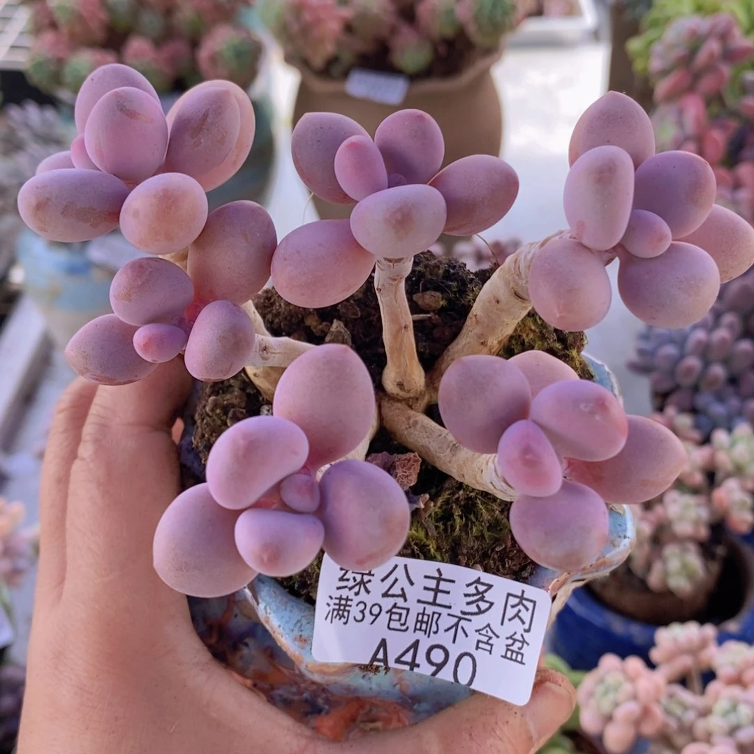 桃蛋老桩桃蛋桃蛋老桩9cm490多肉植物